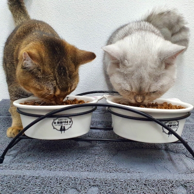 동동이네 고양이 밥그릇 스팀세척 가능한 철제프레임 고양이 물그릇