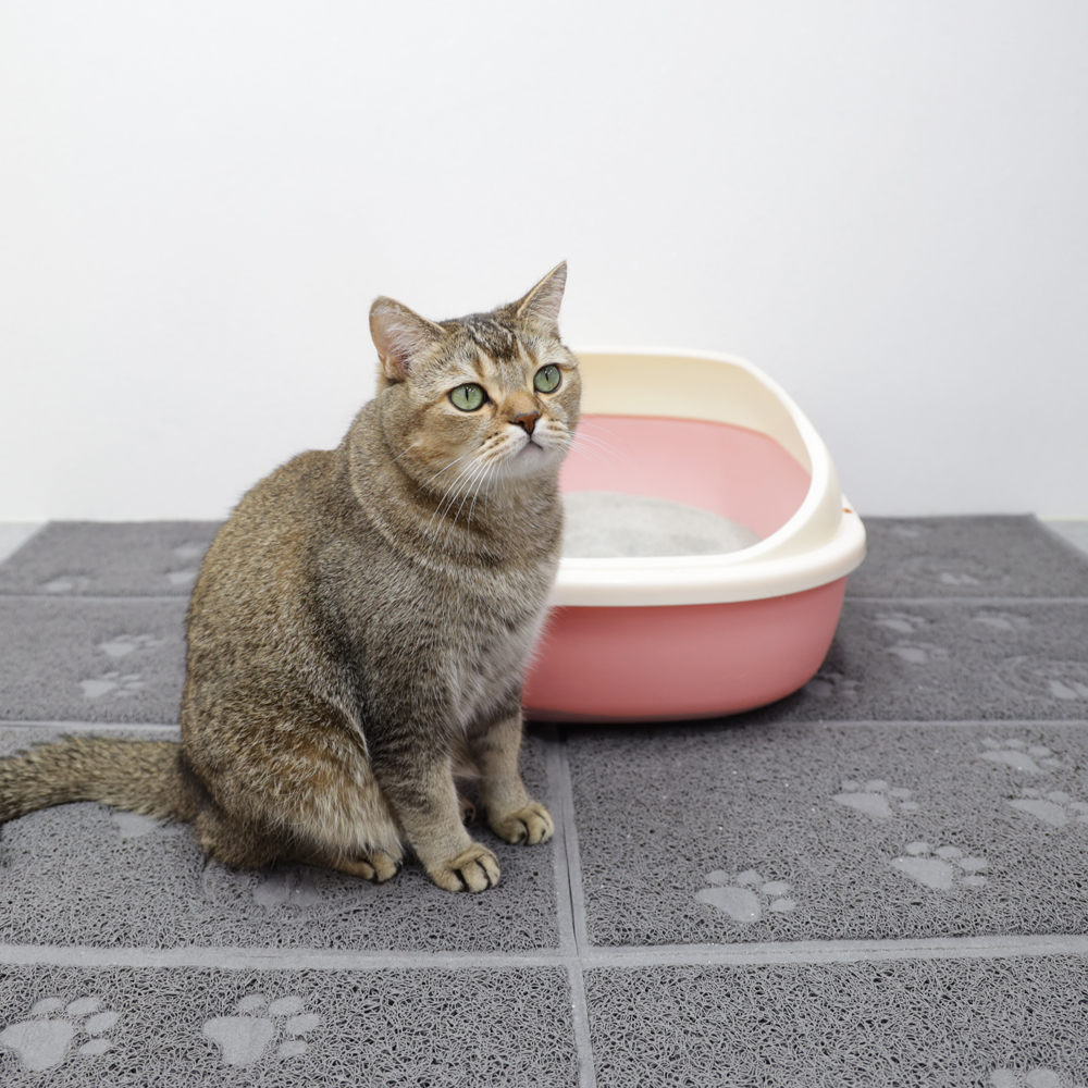 동동이네 고양이 화장실 초슬...